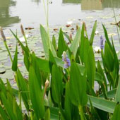 水竹芋