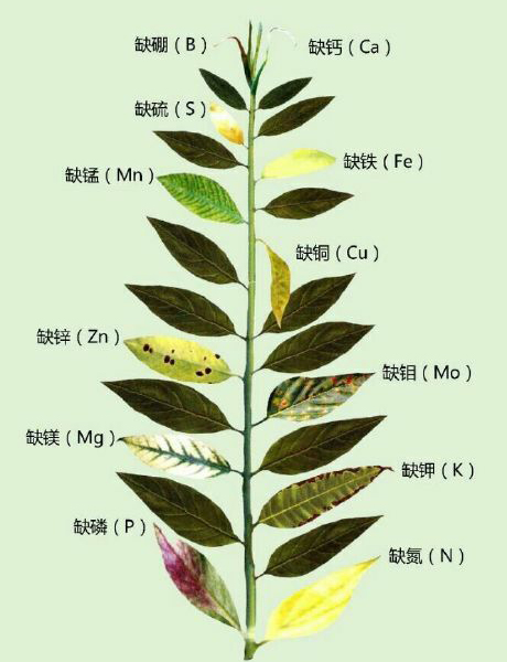 植物缺素症