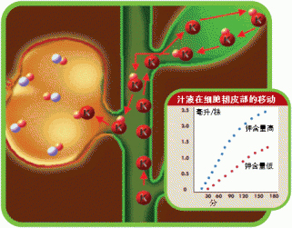 K增强从叶片到果实的同化物的运输和贮藏