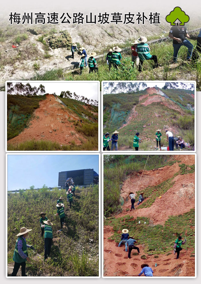 梅州高速公路山坡草皮补植