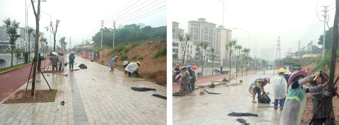 风雨无阻的绿化工程