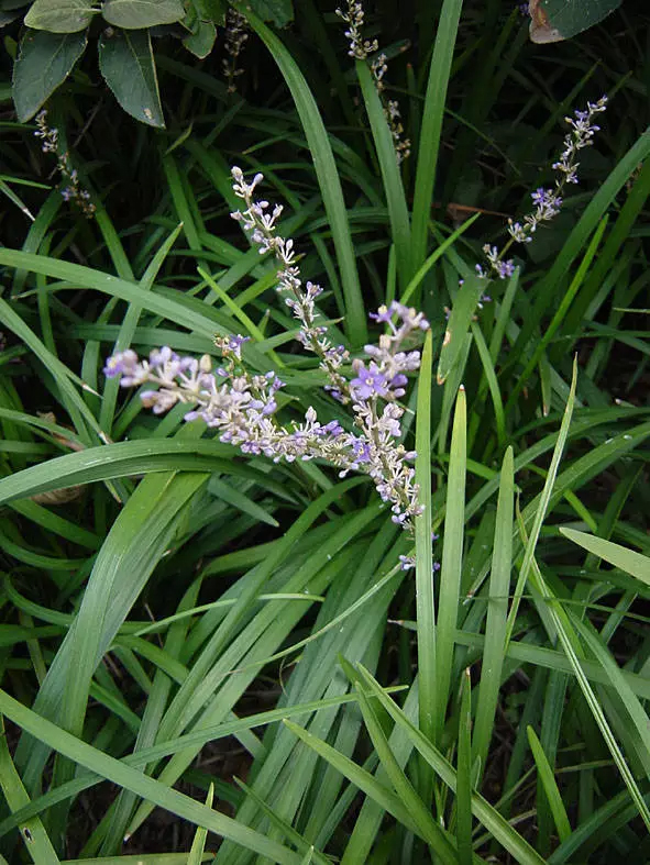 沿阶草