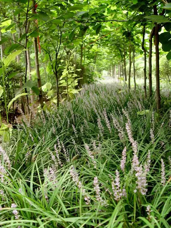 沿阶草