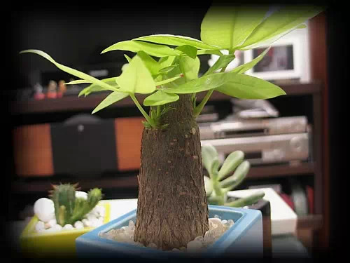 吸毒植物