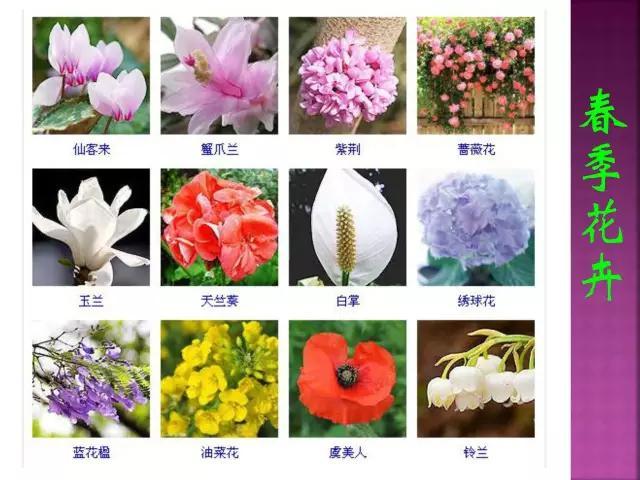 开花花卉大全