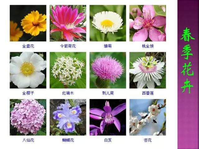 开花花卉大全