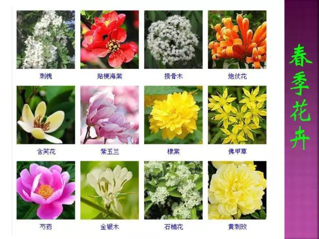 开花花卉大全