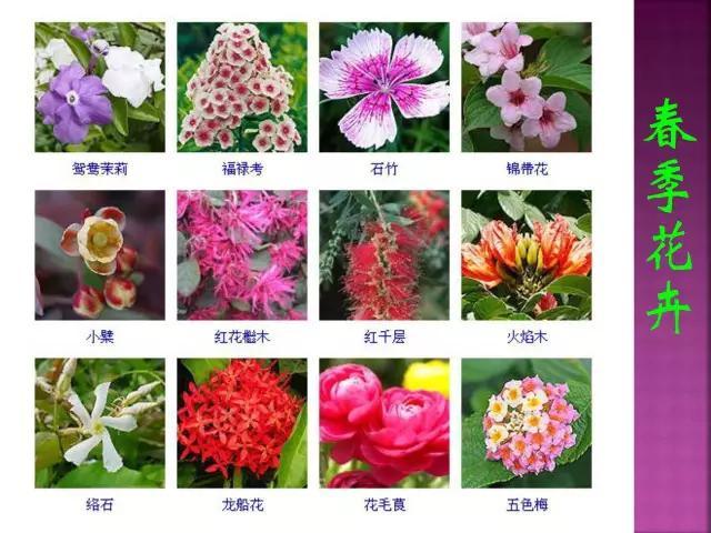 开花花卉大全