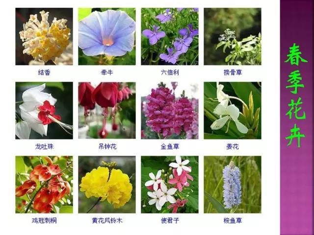 开花花卉大全