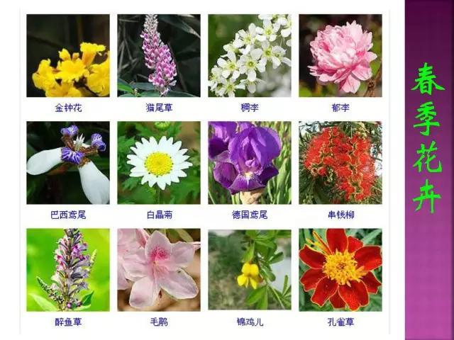 开花花卉大全