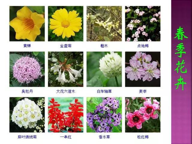 开花花卉大全