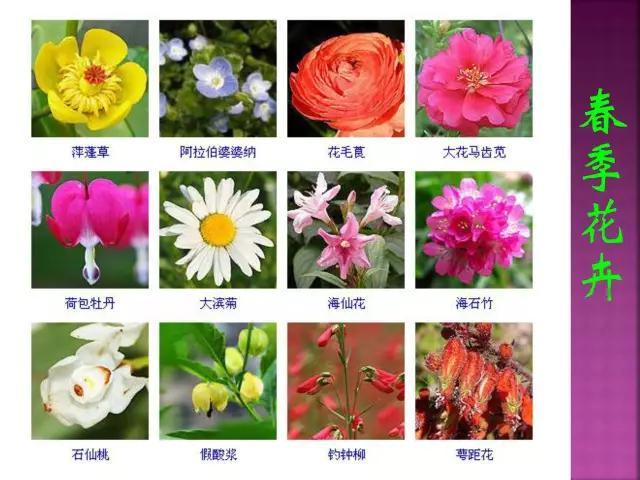 开花花卉大全