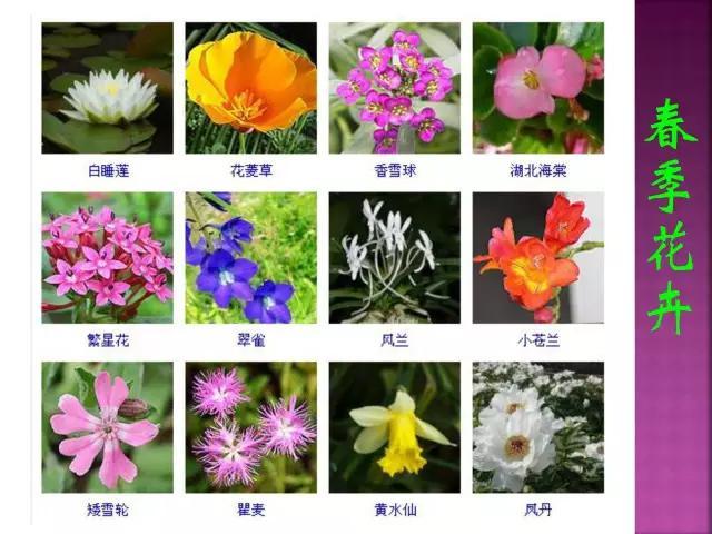 春夏秋冬四季的开花花卉大全