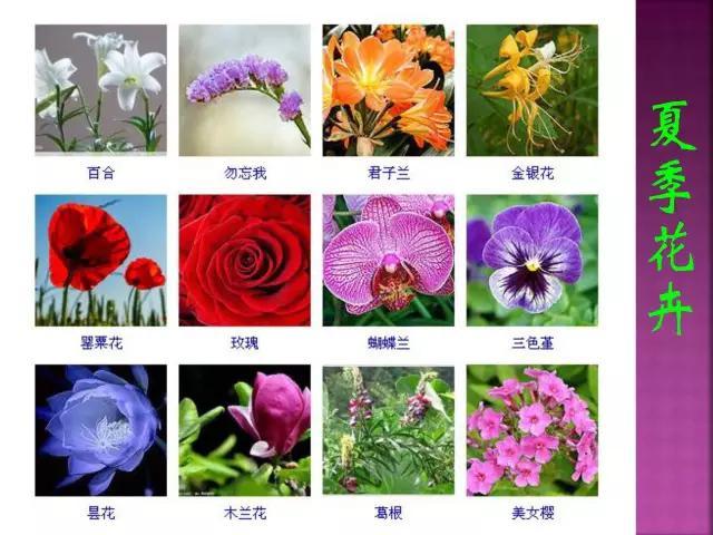 春夏秋冬四季的开花花卉大全