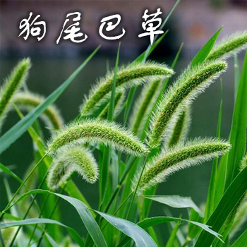 狗尾巴草