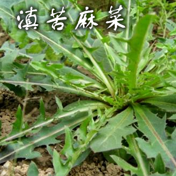 滇苦麻菜